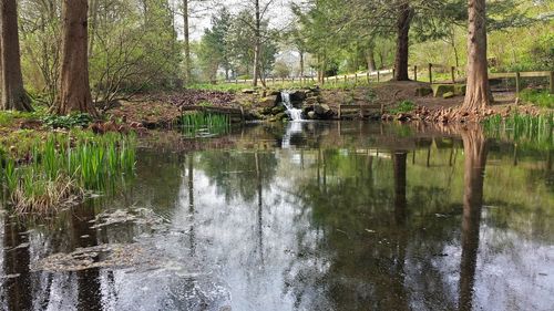 Reflection of trees in water