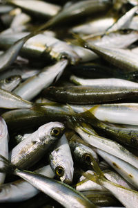 Close-up of fish for sale in market