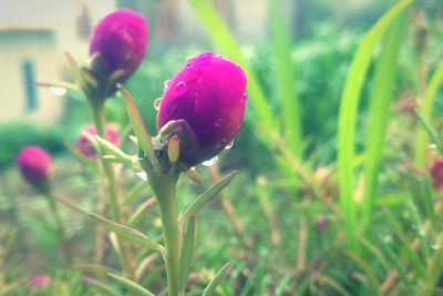 Close-up of flower growing outdoors