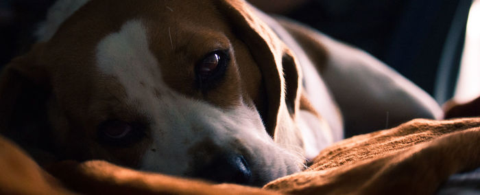 Close-up portrait of a dog