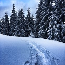 Snow covered trees on snow covered landscape