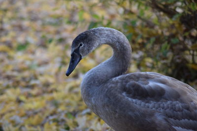 Close-up of swan