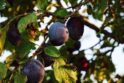 Close-up of fruits growing on tree