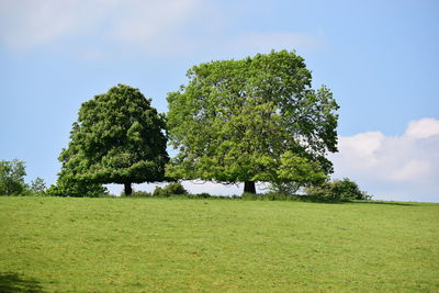 Trees on field against sky