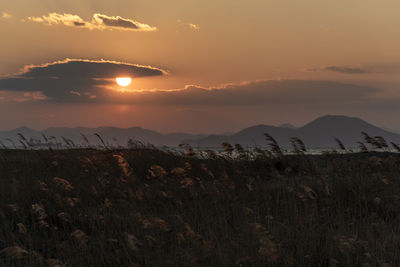 Scenic view of field against sky during sunset