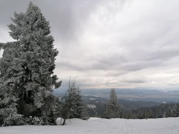 Pine trees on snow covered landscape against sky