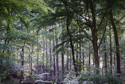 Low angle view of trees in forest