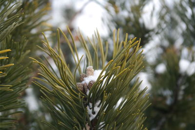 Close-up of a bird perching on pine tree