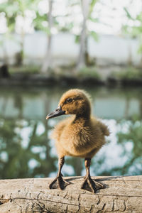 Close-up of bird perching on wood