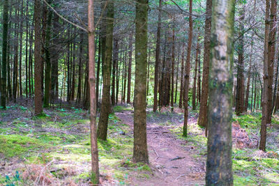 View of trees in forest