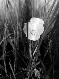 Close-up of white crocus flower on field