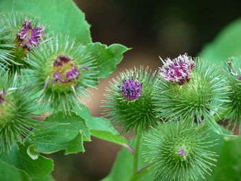 Close-up of purple flowers blooming outdoors