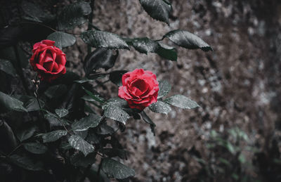 Close-up of rose bouquet