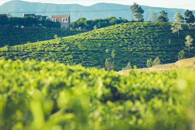 Beautiful landscape of ceylon. rice fields and tea plantations.