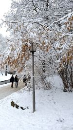 Dog on snow covered tree