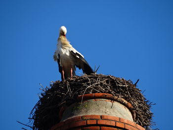 Low angle view of bird perching on branch against clear blue sky