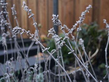 Close-up of frozen plants during winter