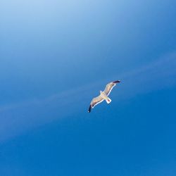 Low angle view of seagull flying in sky