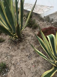 High angle view of potted plant on field