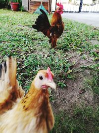 Close-up of rooster on field