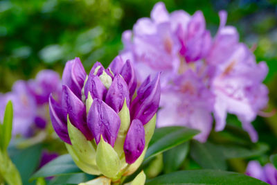 Close-up of purple flowers blooming outdoors