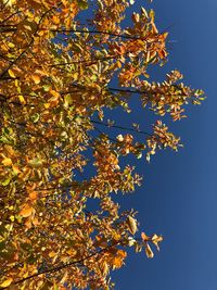 Low angle view of maple tree against clear blue sky