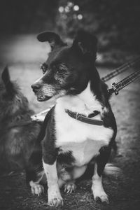 Close-up of dog looking away