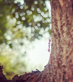 Close-up of fresh green plant against tree trunk