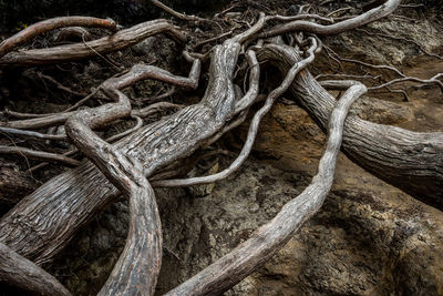 Close-up of rope tied on tree