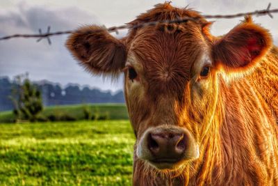 Close-up portrait of cow on field