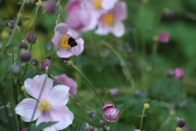 Close-up of pink flowering plant