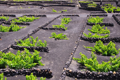 High angle view of plants