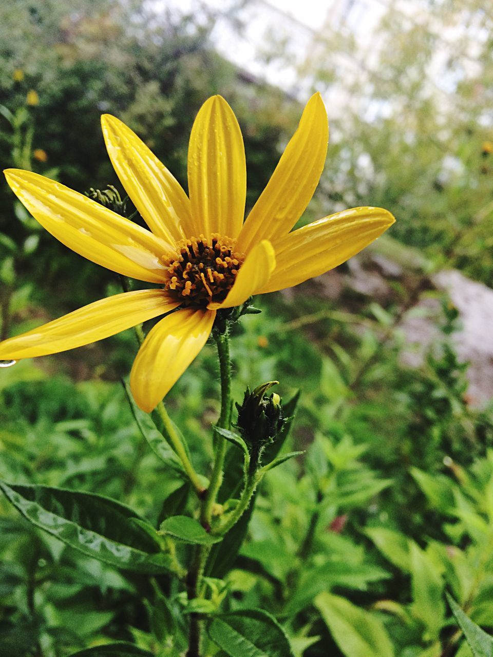 flower, fragility, freshness, petal, flower head, growth, yellow, close-up, stem, beauty in nature, focus on foreground, plant, nature, botany, single flower, blooming, springtime, in bloom, day, outdoors, growing, pollen, blossom, vibrant color, sepal, no people, green color