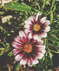 Close-up of pink flower