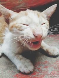 Close-up of cat lying on floor