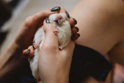 Cute syrian hamster in female hands. high quality photo