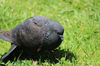 Close-up of pigeon perching on a field