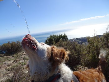 Dog water sea