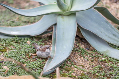 Close-up of lizard on tree