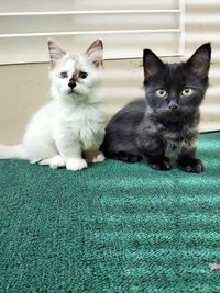 Portrait of cats sitting