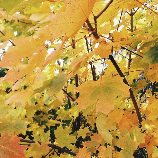 autumn, leaf, change, leaves, season, nature, orange color, day, yellow, full frame, backgrounds, maple leaf, abundance, outdoors, close-up, beauty in nature, sunlight, no people, high angle view, dry