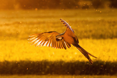 Close-up of bird flying over field