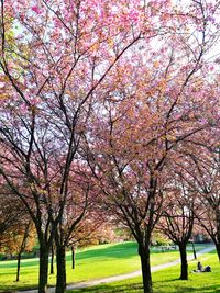 View of cherry blossom tree in park