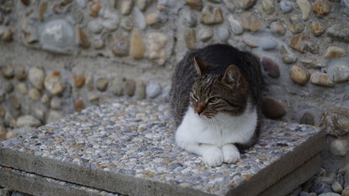 Cat relaxing on wall