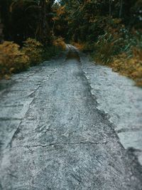 Close-up of river amidst trees