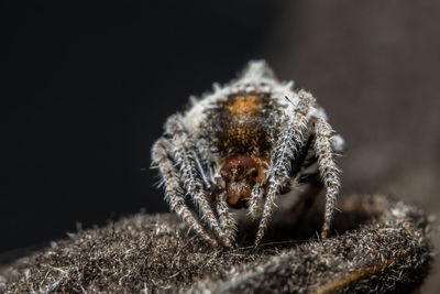 Close-up of spider