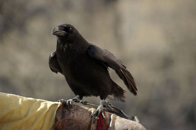 Close-up of a bird