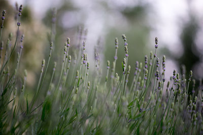 Close-up of grass