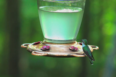 Close-up of drink on glass