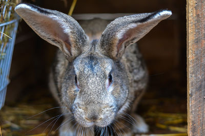 Close-up photo of a rabbit in his old cage